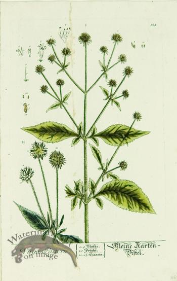 Blackwell German 055